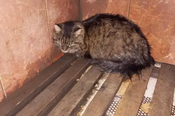 Найдена кошка в Козловке, ищем хозяев