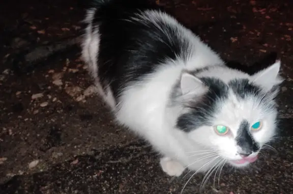 Потерянный домашний котик, Брянск