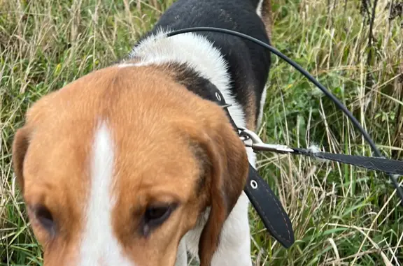 Найдена собака, Московская область, фото: Найдена истощенная собака в Захарово, Московская область