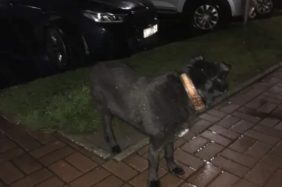 Найдена собака на Псковской 15, Великий Новгород
