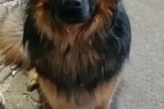 Пропала собака на Ракетной улице, 17 с6, Томск