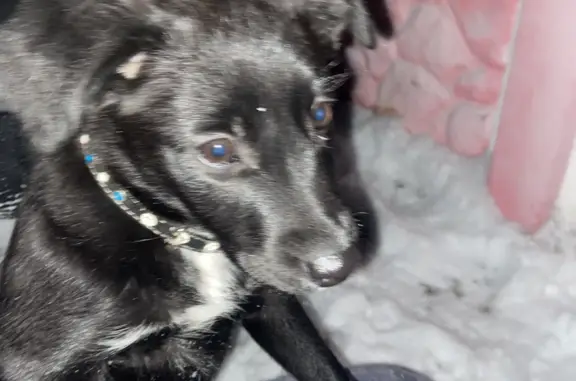 Найдена собака Щенок, девочка, чёрная с белым пятном на шее