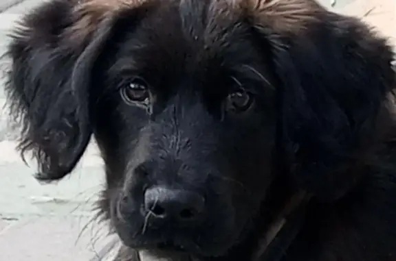 Найдена собака Щенок в Мечниковском переулке, Таганрог