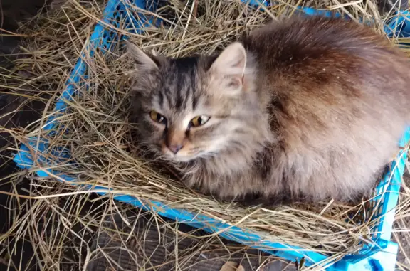 Найдена кошка на ул. Парфёнова, Барнаул