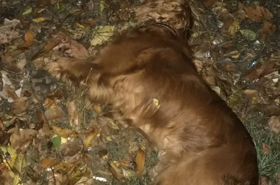 Собака найдена: Ополченская ул., 38Б, Волгоград