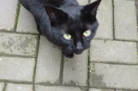 Найден чёрный кот с ошейником на ул. Ленина