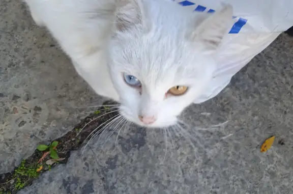 Найдена кошка Белая, голубой и жёлтый глаз. Индустриальная ул., 1 к2, Новороссийск