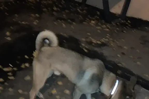 Собака найдена на Планерной 7к1, Москва