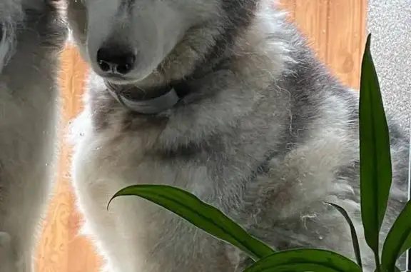 Собаки потеряшки, Воронеж, фото: Потеряшка собака Хаски девочка, Ленинский район, ул. Островского, 64, Воронеж