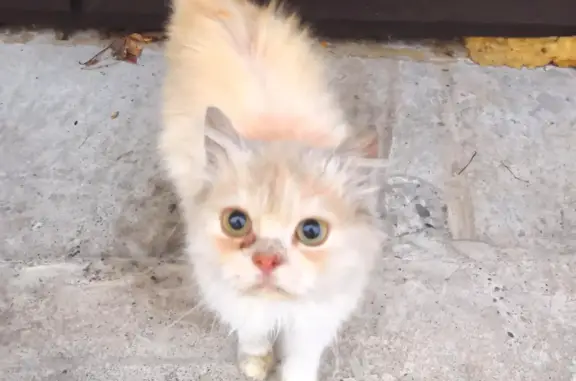 Найдена кошка: молодой персиковый котик, ул. Александра Герцена, 30