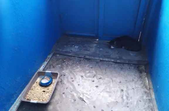Найдена кошка в Тобольске, ищет дом