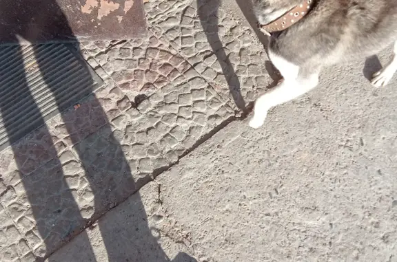 Найдена собака в Чите: Темно серый голубоглазый, Бутина 37