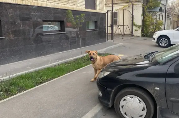 Собака в панике на перекрестке Украинский переулок, 31