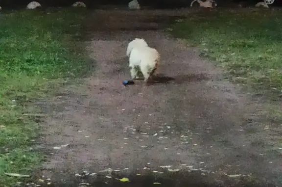 Найдена собака, Санкт-Петербург, фото: Найдена собака возле 