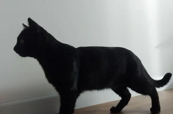 Найдена чёрная кошка, ухоженная, ул. Крыгина, 94