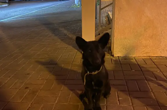 Собака найдена возле магазина 9А, Старый Оскол