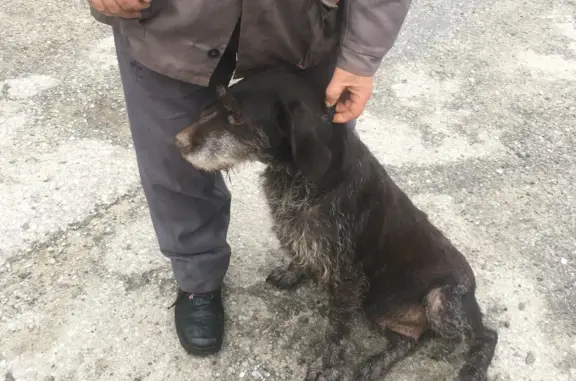 Найдена дружелюбная собака в Липецке, ул. Плеханова, 3