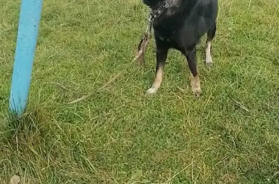 Пропала собака в Зеледеево, Красноярский край