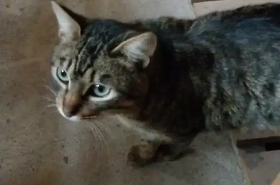 Пропала кошка Кот, 2 года, полосатый окрас, г. Смоленск
