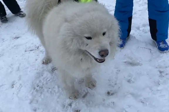 Собака найдена в Гремячей Гриве, Красноярск