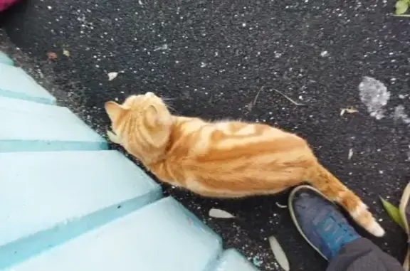 Найдена красивая кошка на Солнечной улице, 26