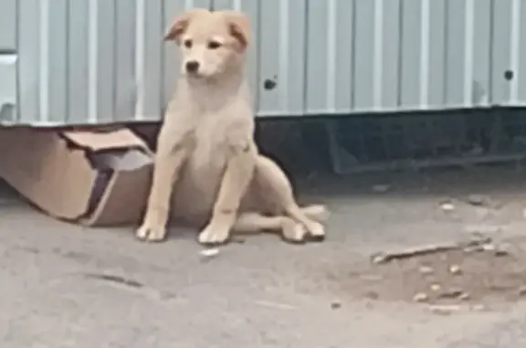 Найден щенок девочка на Москворецкой улице