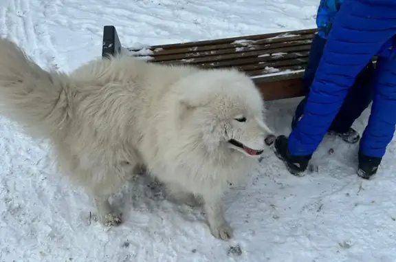 Собака найдена на Свободном проспекте, Красноярск
