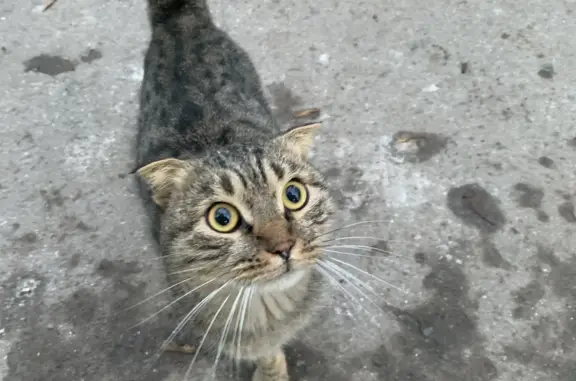 Найдена кошка на Новоастраханской ул., 34, Саратов