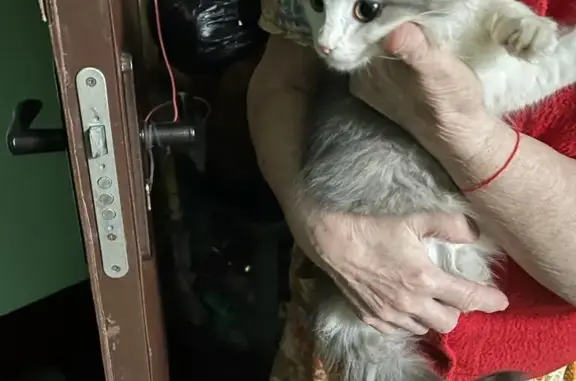 Найден котик на Перекопской ул., 14 к1, Москва