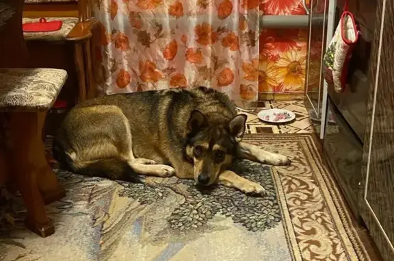 Пропала собака в Зарайске, Московская область