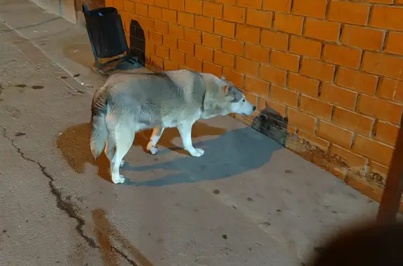 Собака найдена на Индустриальной ул., 16, Иркутск