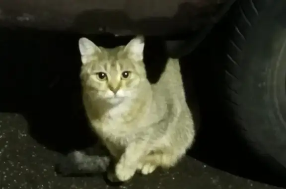 Найдена кошка на ул. Корнеева, 2, Домодедово