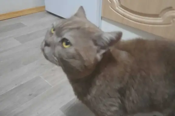 Найдена кошка у Зональной Станции, Томская область