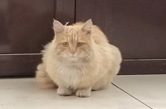 Найден рыжий котик с ошейником на улице Коновалова, 14