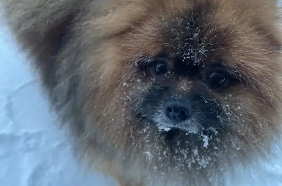 Пропала собака Микки (Миша) в Богашёво, ул. Лесной. Вознаграждение 40 тыс.!
