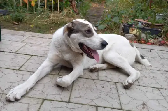 Найдена собака породы Алабай на ул. Грисенко, Ростов-на-Дону