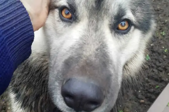 Найдена собака в Одинцовском районе, дер. Петелино