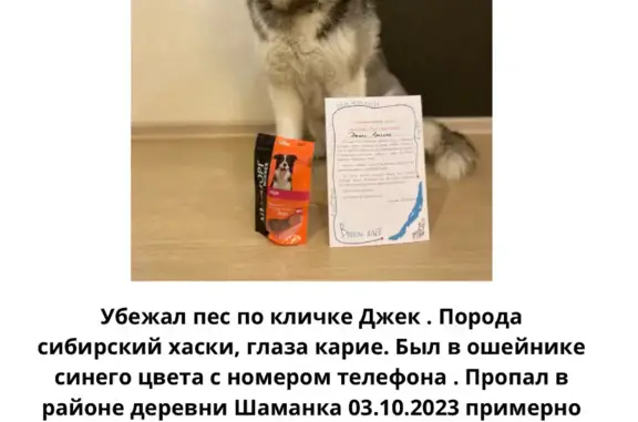 Пропала собака Шаманка в Иркутской области