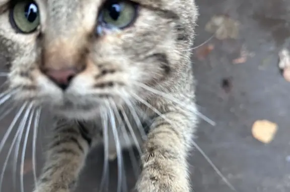 Найдена кошка на ул. Звенигородской, 8