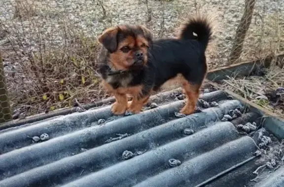 Собаки потеряшки, , фото: Потеряшка собака на Ленинградской ул., 8, Дубровка