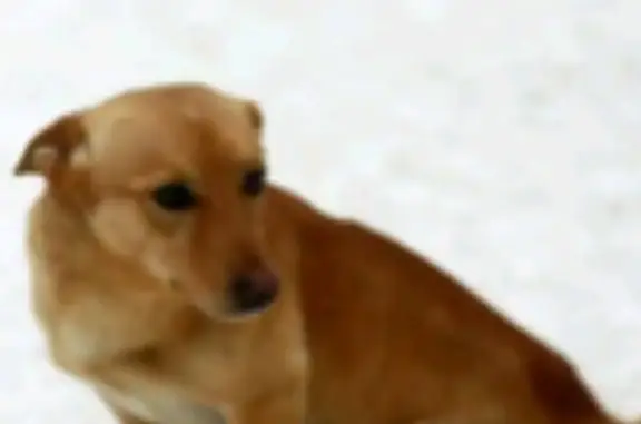 Пропала рыжая собака на Повстанской 16, Минусинск