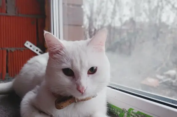 Пропала белая кошка Гучи, Чернышевское сельское поселение, Татарстан