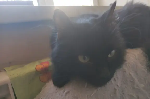 Найдена черная кошка, ручная, Кронверкский пр-т, 27, СПб