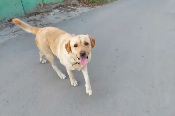 Собака Лабрадор найдена на Золотистой ул., Ростов-на-Дону