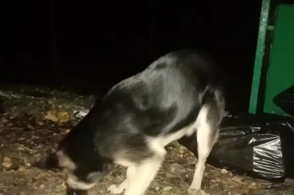 Собака найдена возле остановки на деревню Бор