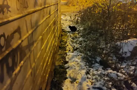 Пропала кошка Степан в Перми, ул. Блюхера, 3