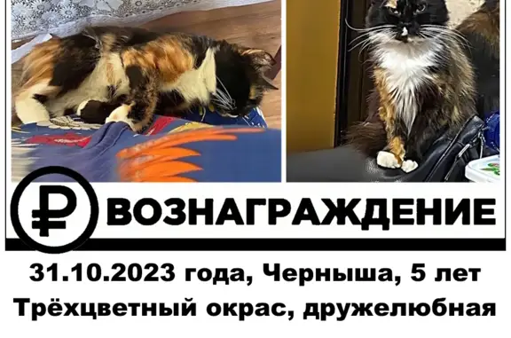 Пропала кошка Черныша, Флагманская ул., 6, Севастополь