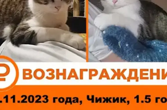 Пропал кот Чижик, вознаграждение 10.000 тысяч, Череповецкая улица 4, Москва