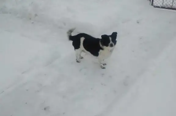 Пропала собака Черно-белый окрас, ул. Янки Купалы, 6, Н. Новгород