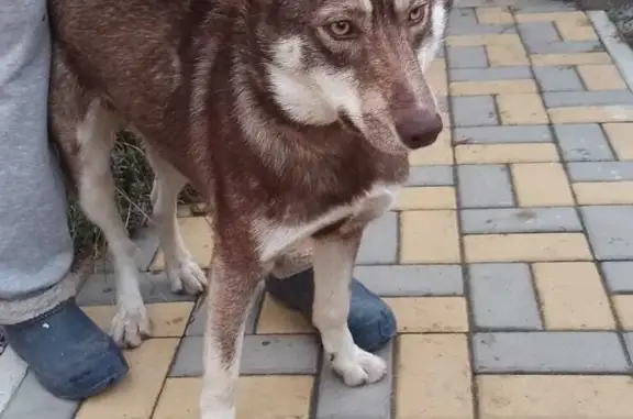 Найдена собака: Породы лайка или метис хаски, возраст до года, с шрамом на лапке. Ахтубинское сельское поселение, Волгоградская область.